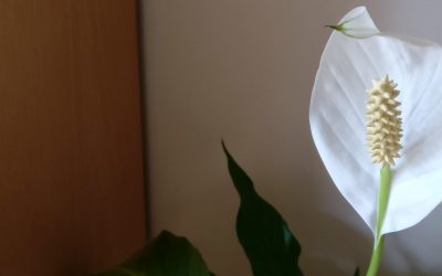 5 luftrensende planter til soveværelset